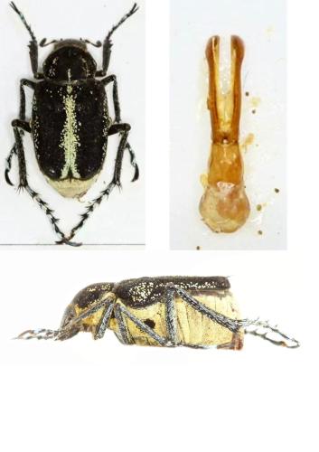 Réf. 310 116 : Ectinohoplia affinis